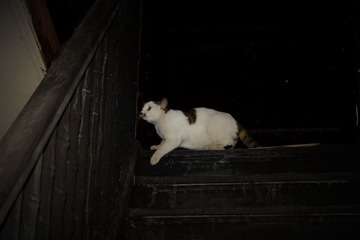 IMG_1286.JPG