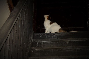 IMG_1287.JPG