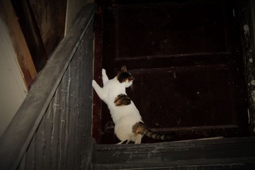 IMG_1288.JPG