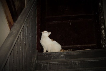 IMG_1292.JPG