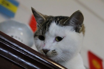 IMG_1335.JPG