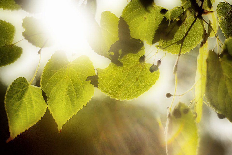 阳光之秋 br /> 九月,初秋.