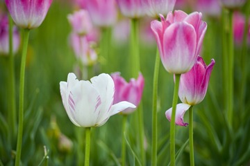 _DSC8951g