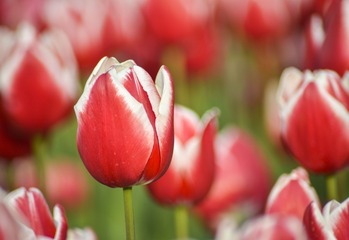 _DSC8953g