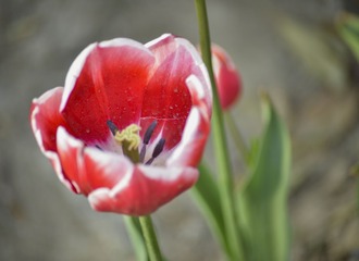 _DSC8954g
