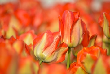 _DSC8958g