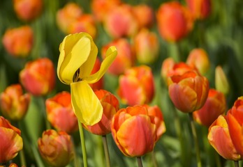 _DSC8974g