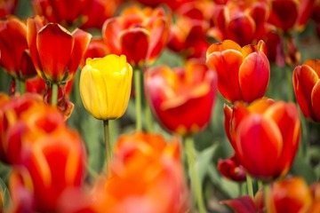 _DSC8993g