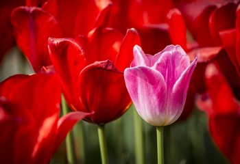 _DSC9012g