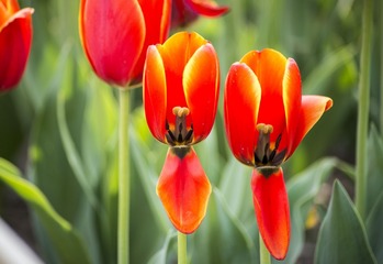 _DSC9029g