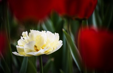 _DSC9035g