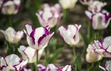_DSC9042g