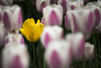 _DSC9066g
