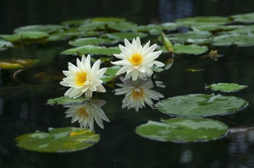 _DSC0835g