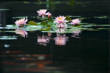_DSC0857g