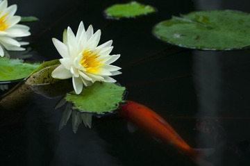 _DSC0859g