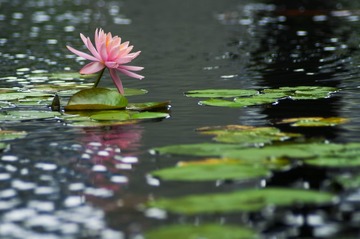 _DSC0872g
