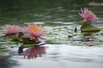 _DSC0878g