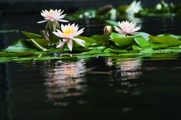 _DSC0880g