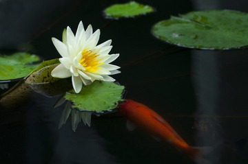_DSC0859g