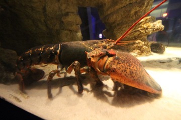 IMG_9921.JPG