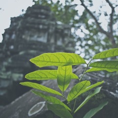 _1294917