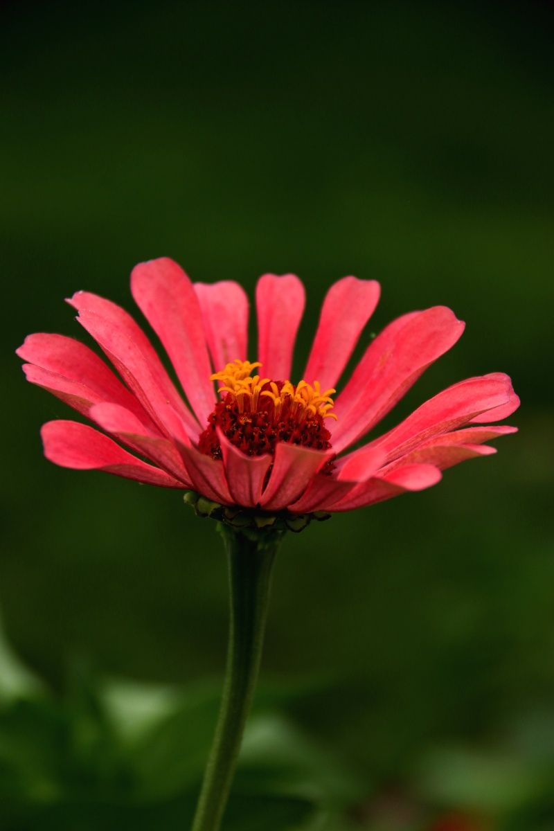 红似火的百日菊