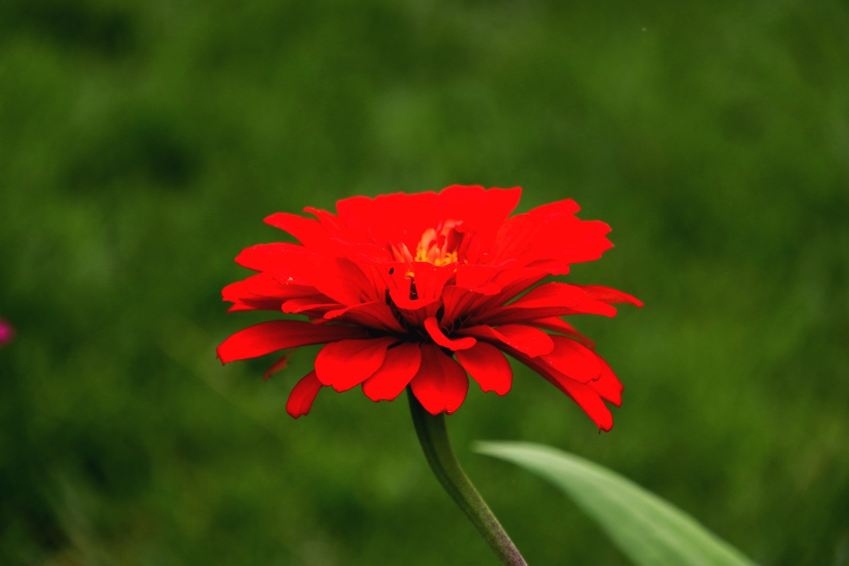 红似火的百日菊