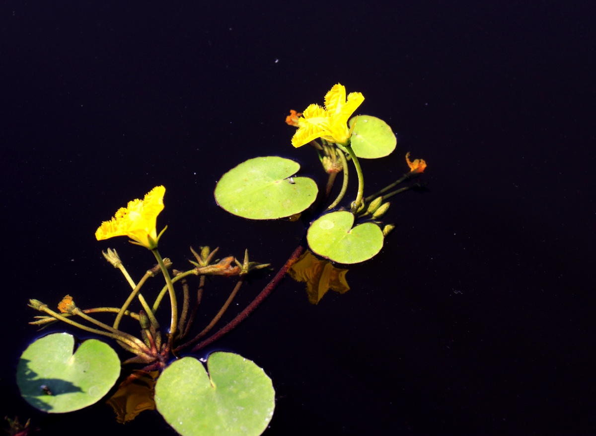水中淑女莲叶莕菜