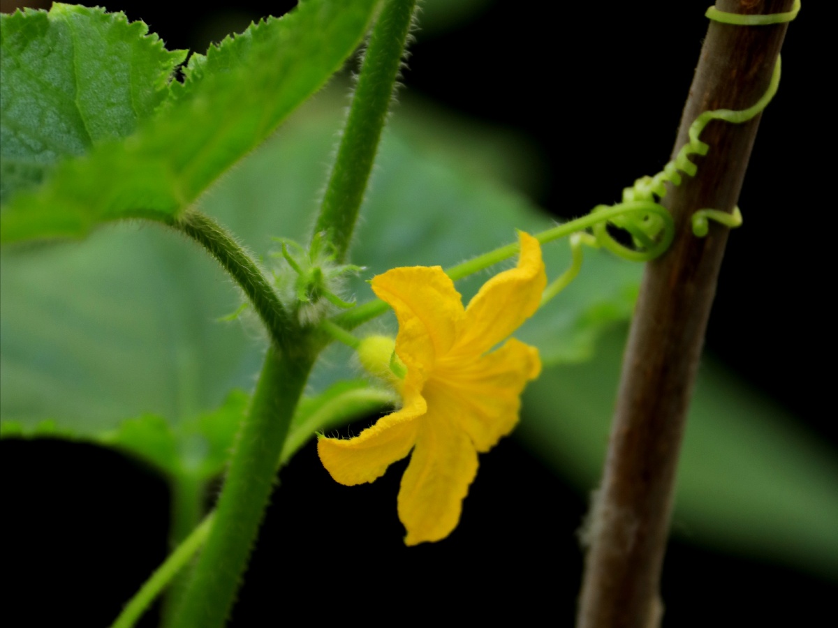 黄瓜花