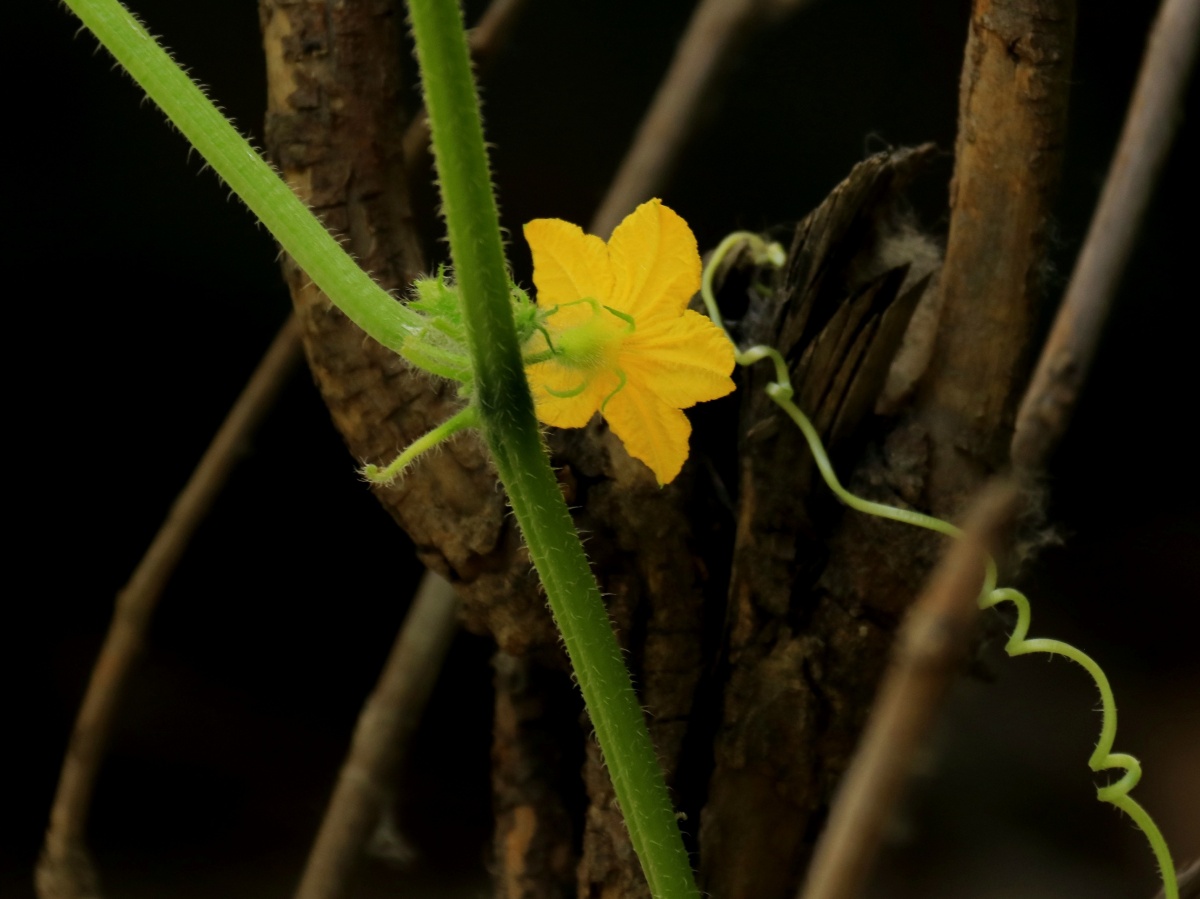 黄瓜花