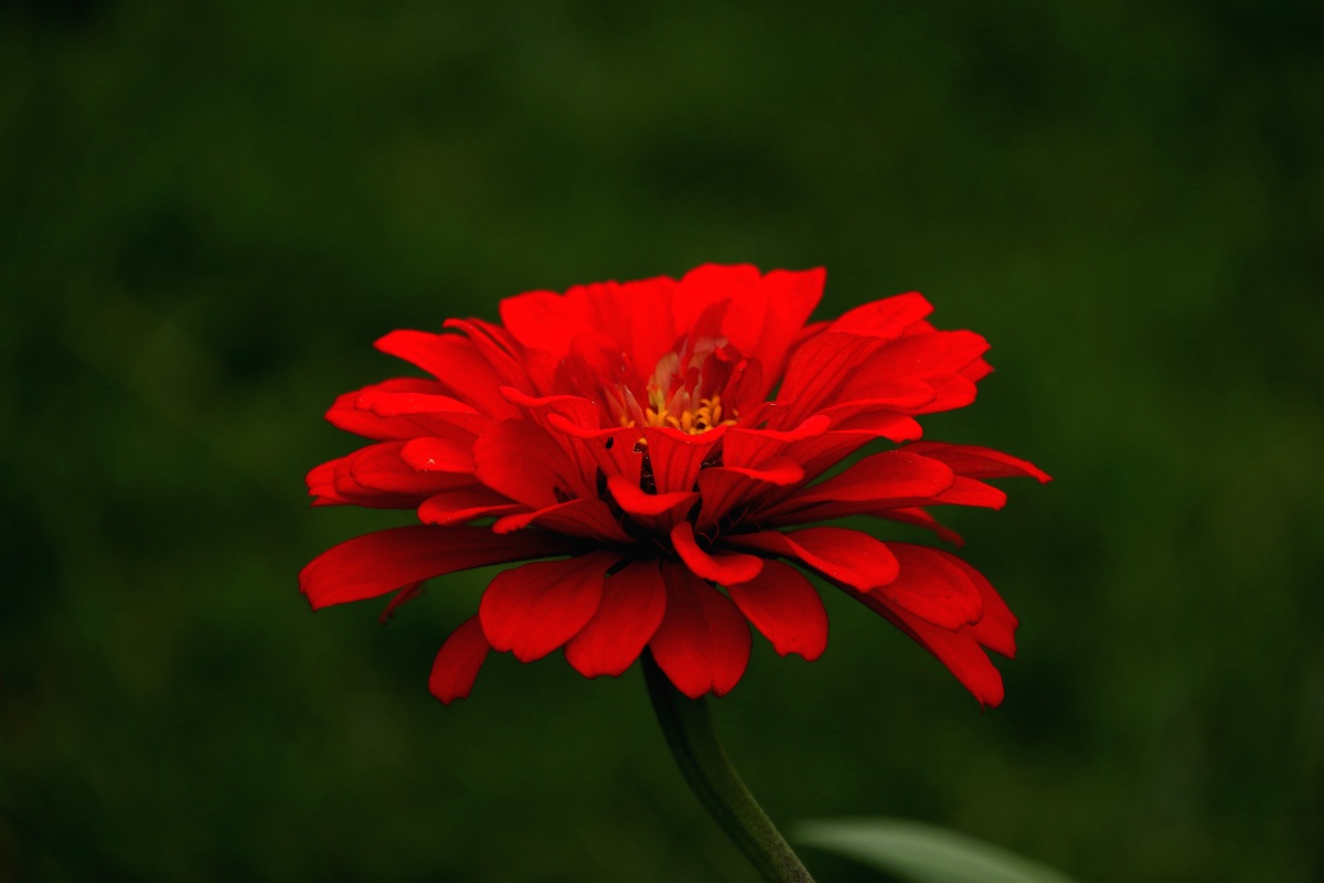 红似火的百日菊