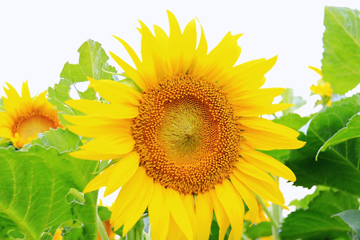 向阳而生的太阳花