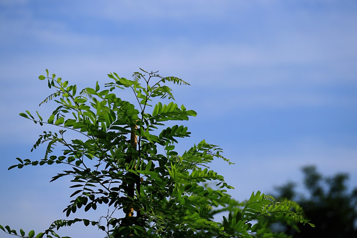 峿