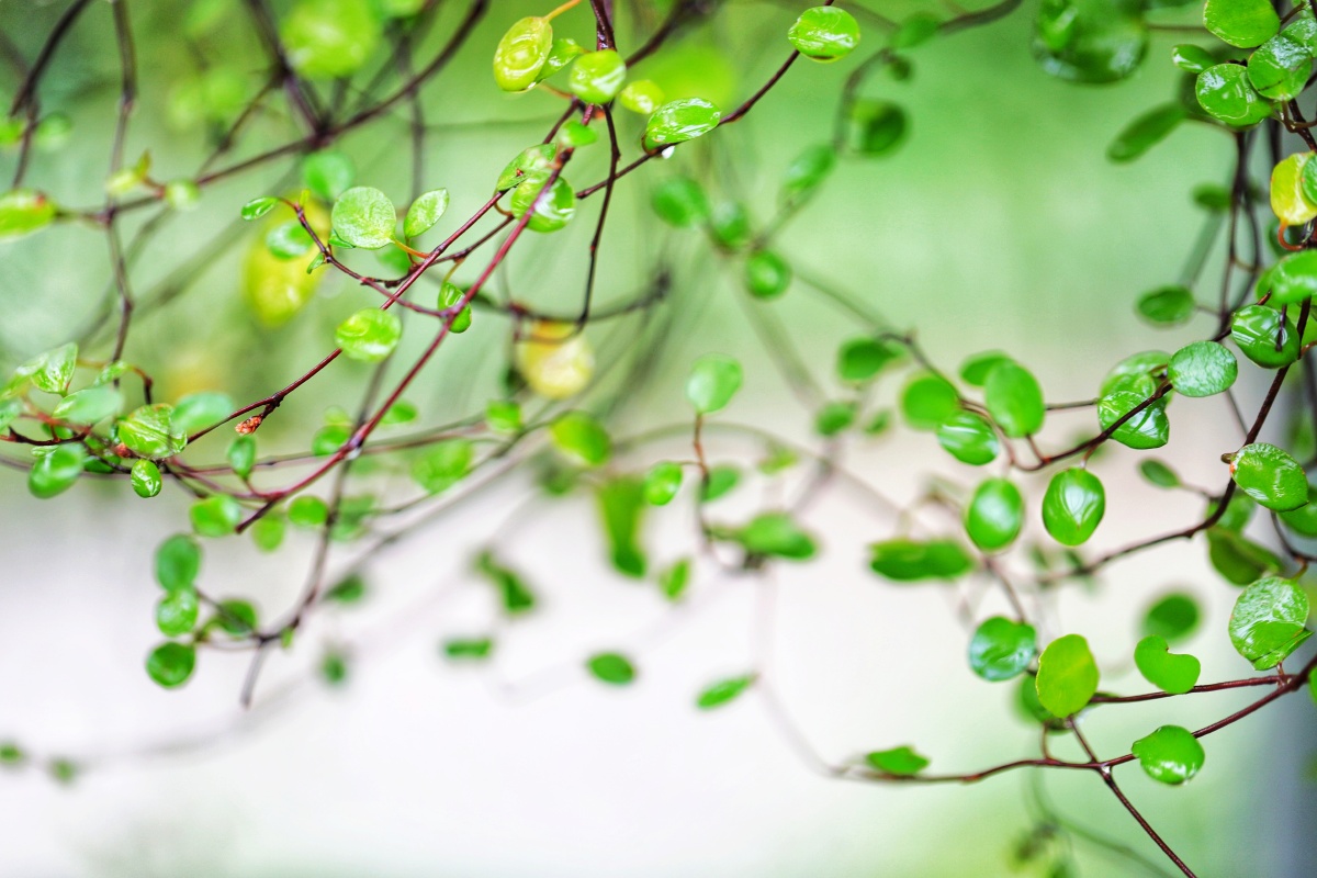 新疆昌吉农博园～钢丝草