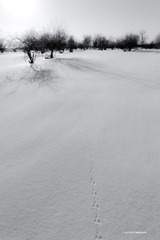 _DSC3114.jpg