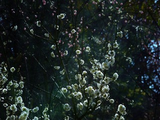 P1010353.JPG
