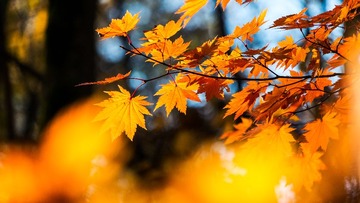 “DSCF2330”为智能对象-1