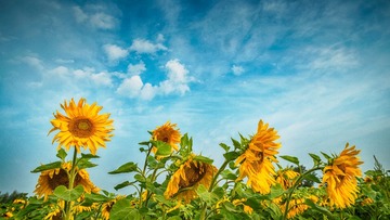“DSCF1704”为智能对象-1
