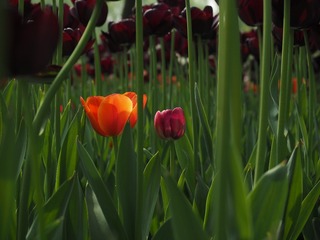 P1010096