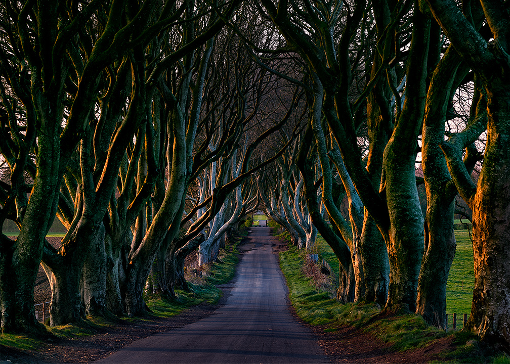黑暗树篱是一段由300年树龄山毛榉覆盖的林荫道(bregagh rd),下榻
