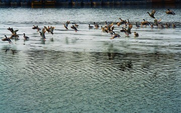 fowl_10228aa.jpg