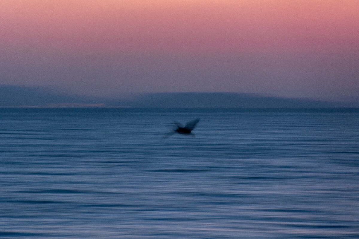 夕阳下的飞鸟