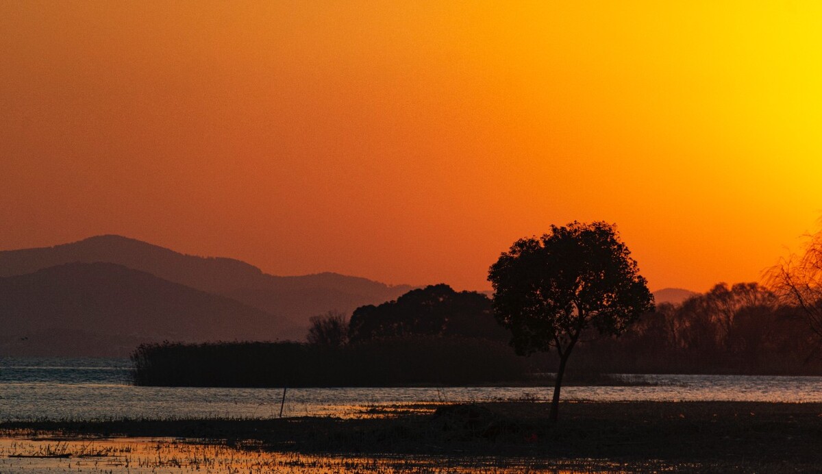 夕阳与树