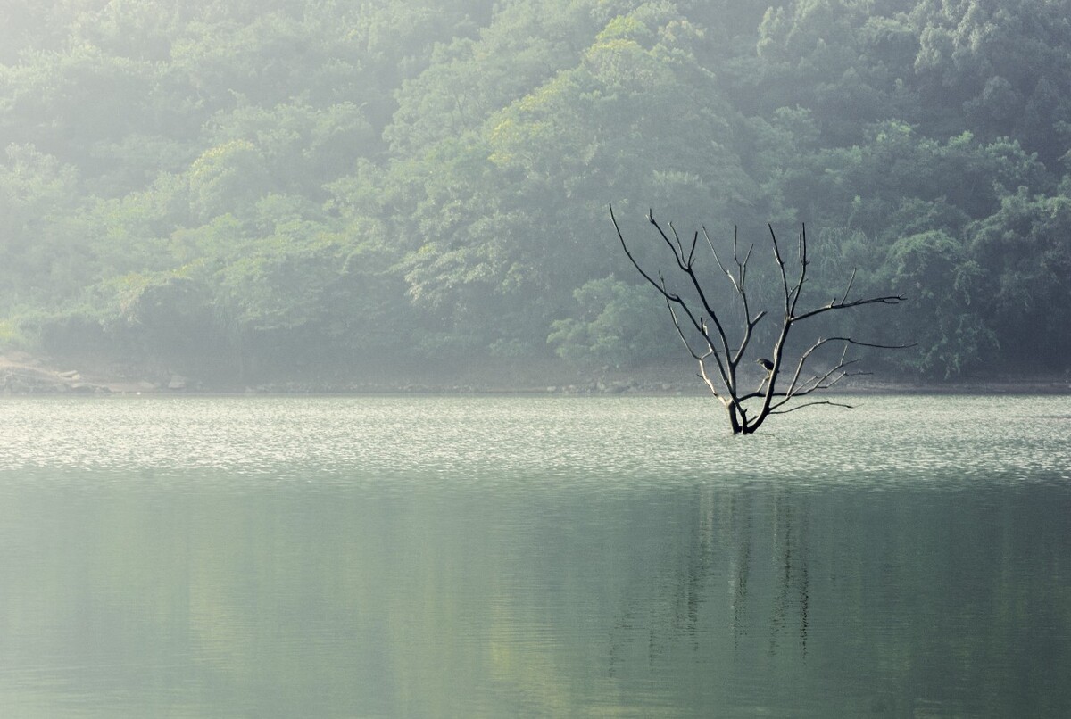 静谧，湖面枯藤