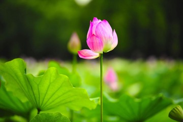 荷花