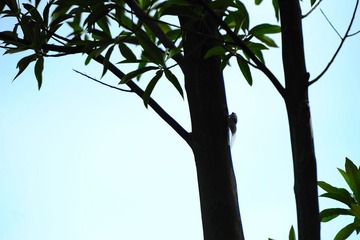 小虫