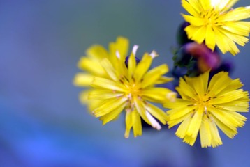 黄色的小花