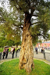 1tree_TOM5002.jpg