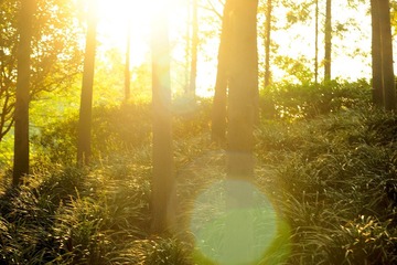 pokok_TOM6424.jpg